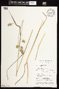 Dactylis glomerata image