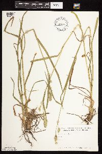 Dactylis glomerata image