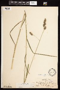 Dactylis glomerata image