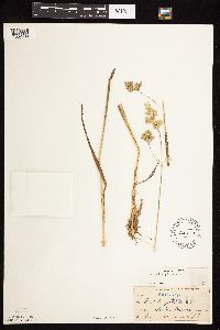 Dactylis glomerata image