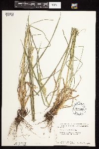 Dactylis glomerata image