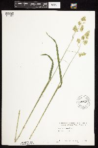 Dactylis glomerata image