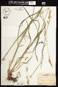 Dactylis glomerata image