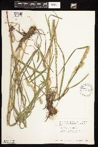 Dactylis glomerata image