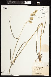 Dactylis glomerata image