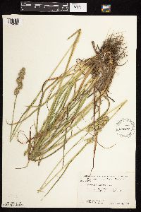 Dactylis glomerata image