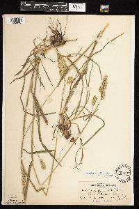 Dactylis glomerata image