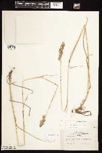 Dactylis glomerata image