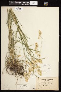 Dactylis glomerata image