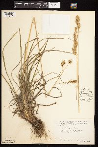 Dactylis glomerata image