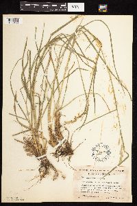 Dactylis glomerata image
