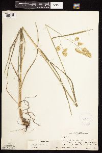 Dactylis glomerata image