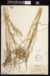 Dactylis glomerata image
