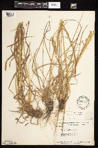 Dactylis glomerata image