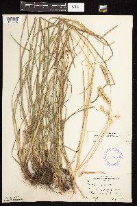 Dactylis glomerata image