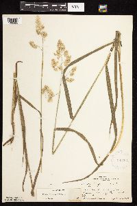 Dactylis glomerata image