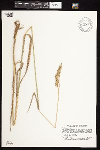 Dactylis glomerata image