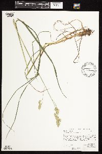 Dactylis glomerata image