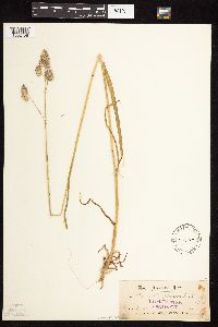 Dactylis glomerata image