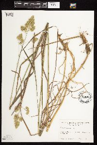 Dactylis glomerata image