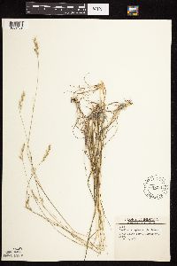 Danthonia spicata image