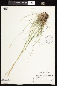 Danthonia spicata image