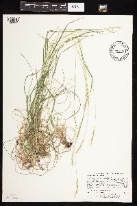 Danthonia spicata image