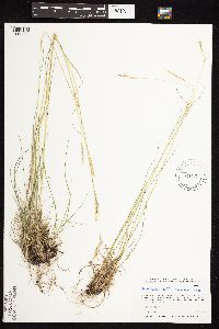Danthonia spicata image