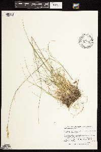 Danthonia spicata image