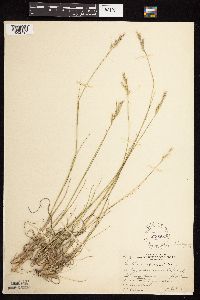 Danthonia spicata image