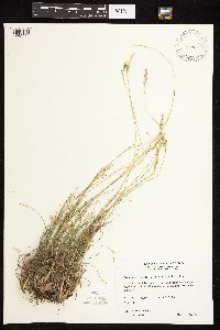 Danthonia spicata image