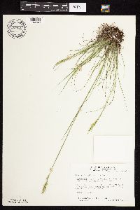 Danthonia spicata image
