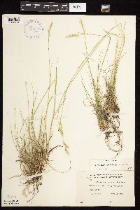 Danthonia spicata image