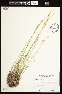 Danthonia spicata image