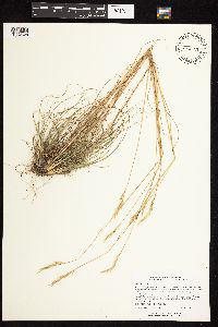 Danthonia spicata image