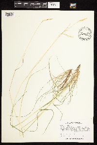 Danthonia spicata image