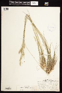 Danthonia spicata image