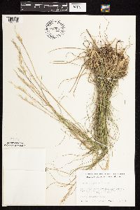 Danthonia spicata image