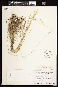 Danthonia spicata image
