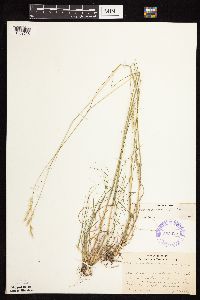 Danthonia spicata image