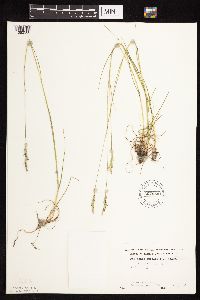 Danthonia spicata image
