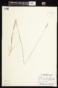 Danthonia spicata image