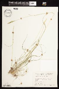 Danthonia spicata image