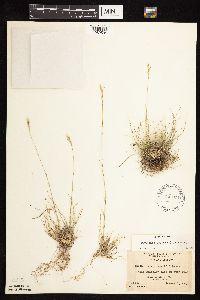 Danthonia spicata image