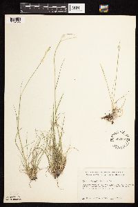 Danthonia spicata image