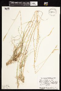 Danthonia spicata image