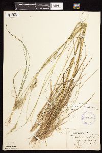 Danthonia spicata image