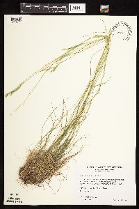 Danthonia spicata image