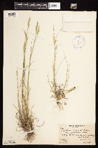 Danthonia spicata image