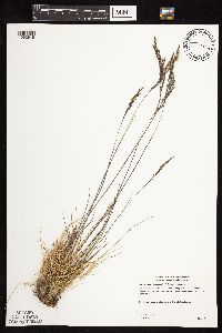 Deschampsia cespitosa image